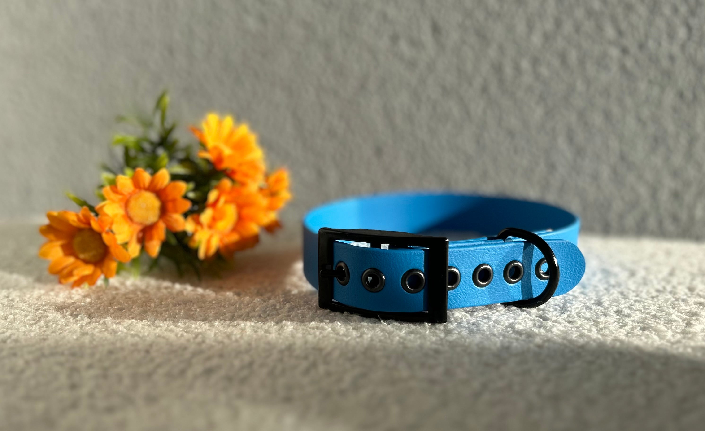 Collier pour chien bleu clair en biothane avec boucle noir , posé sur un tissu clair avec des fleurs jaunes