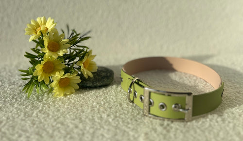 Collier en biothane  bicolore pour chien  de couleur vert et beige 