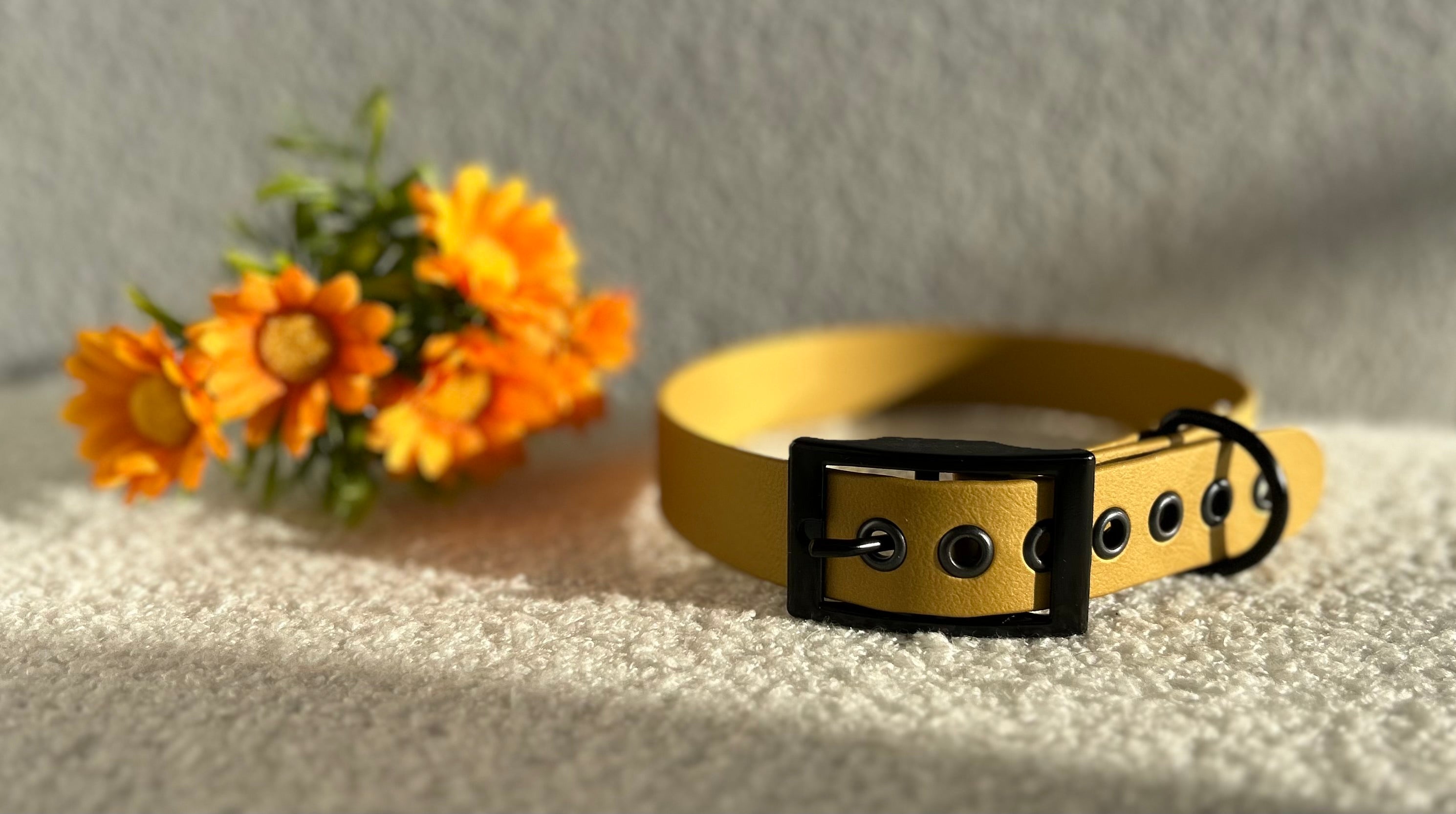 Collier pour chien or en biothane avec boucle noir, posé sur un tissu clair avec des fleurs jaunes