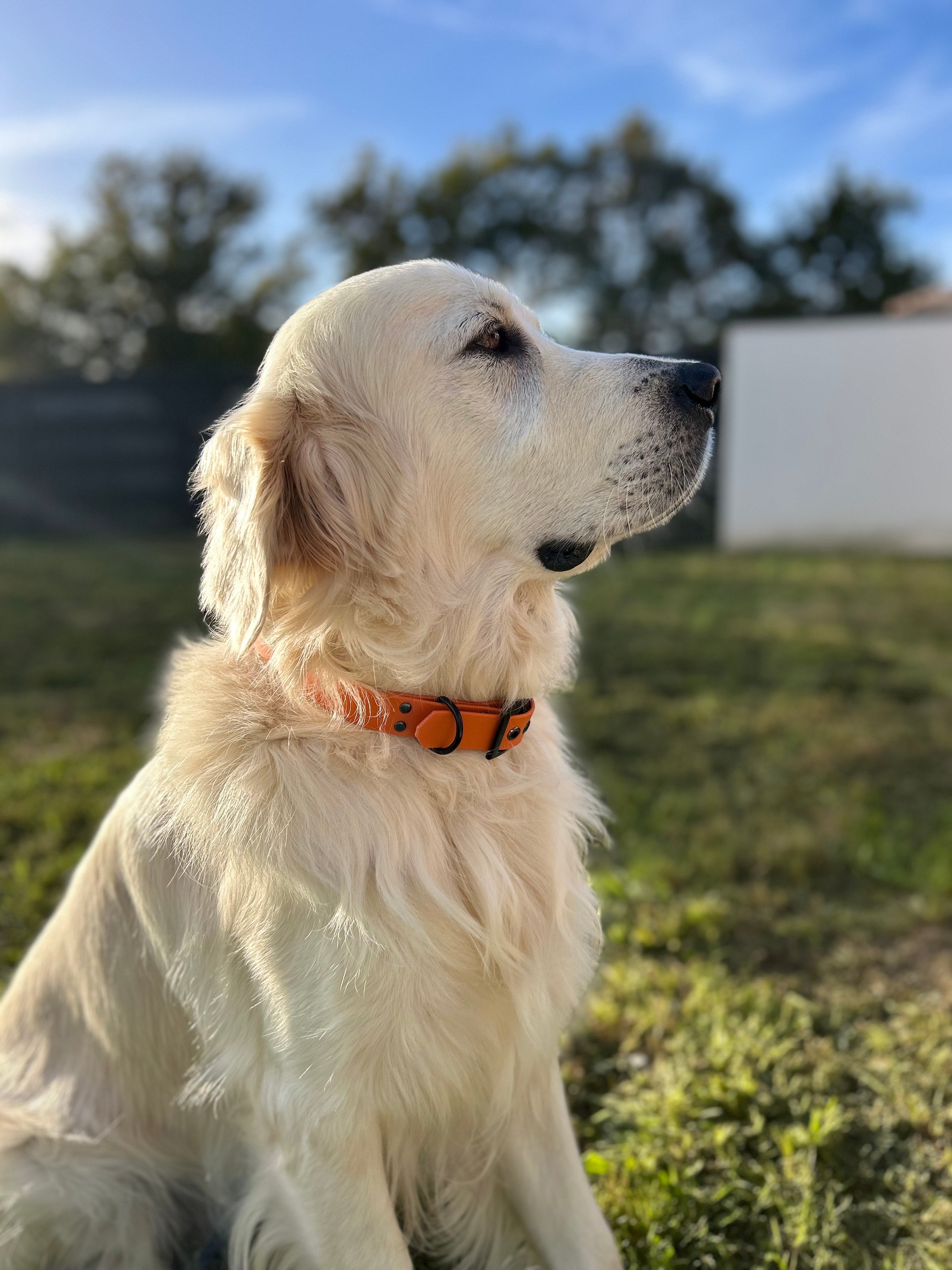 Collier pour chien en biothane de couleur orange avec bouclerie noir sur fond en pleine nature 