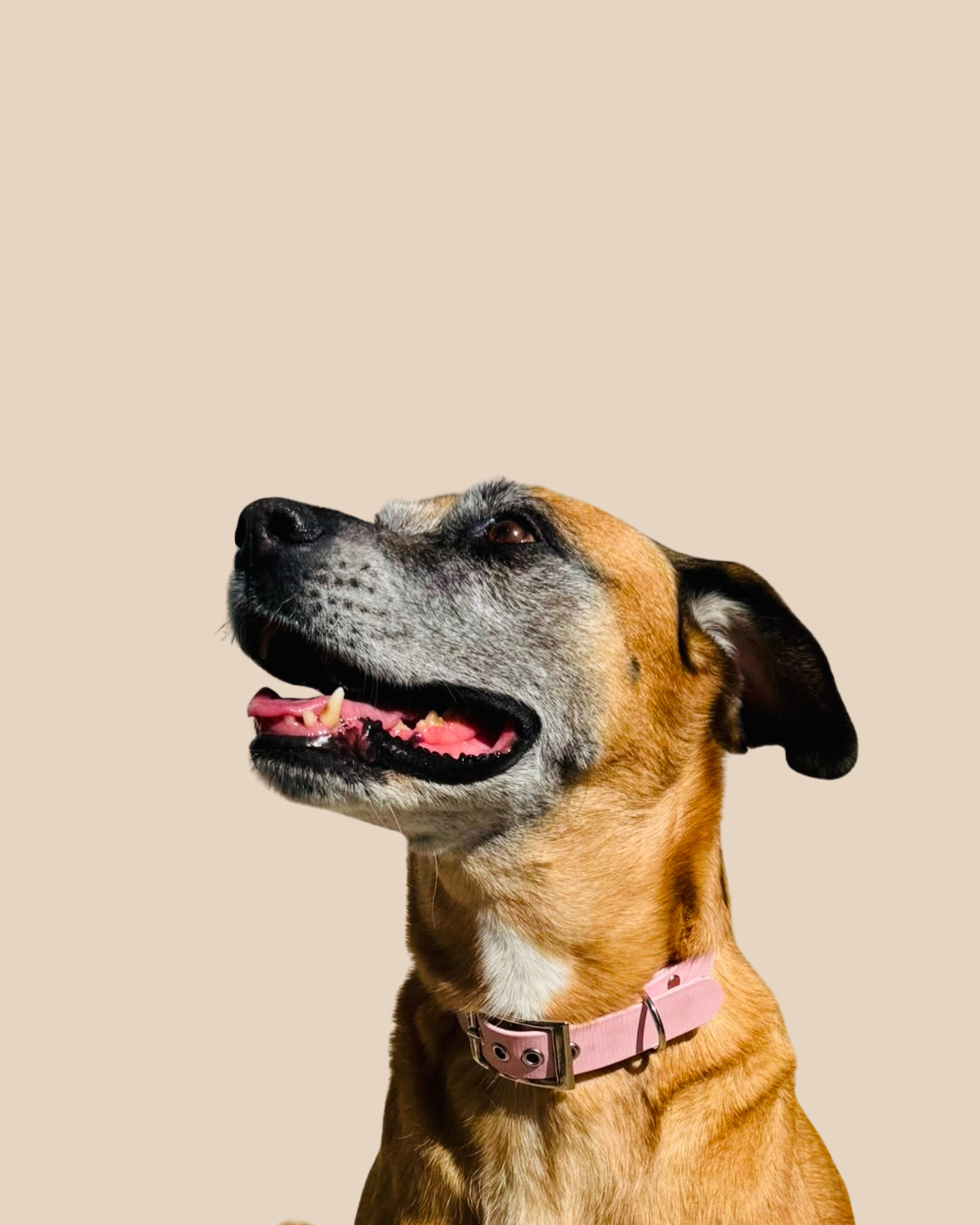 Collier pour chien - Édition Été