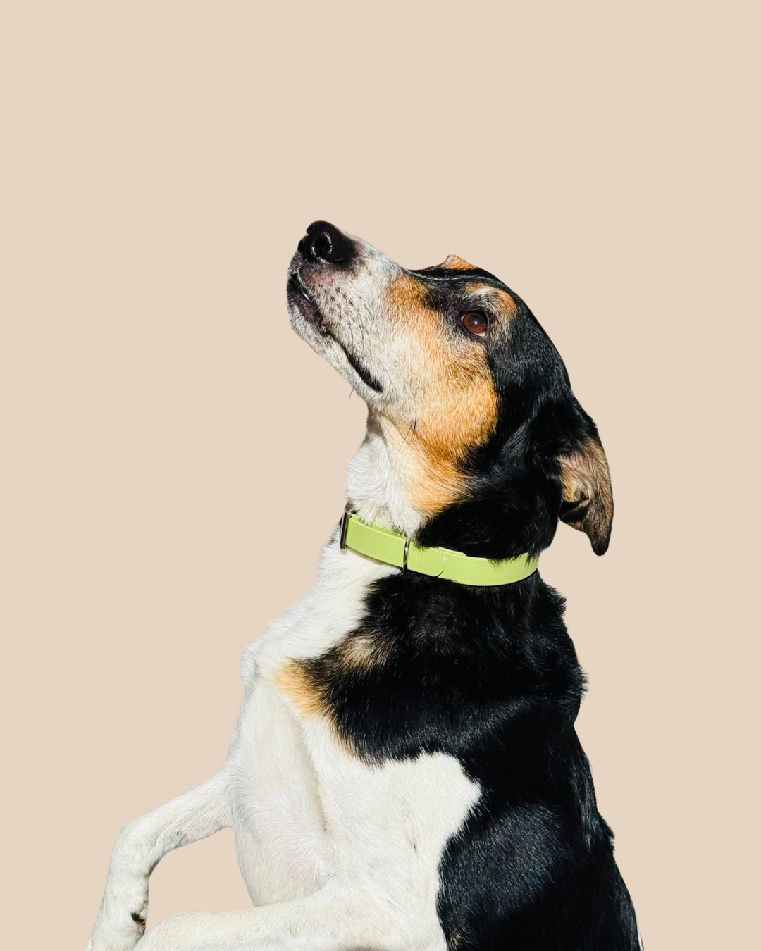 Collier pour chiens