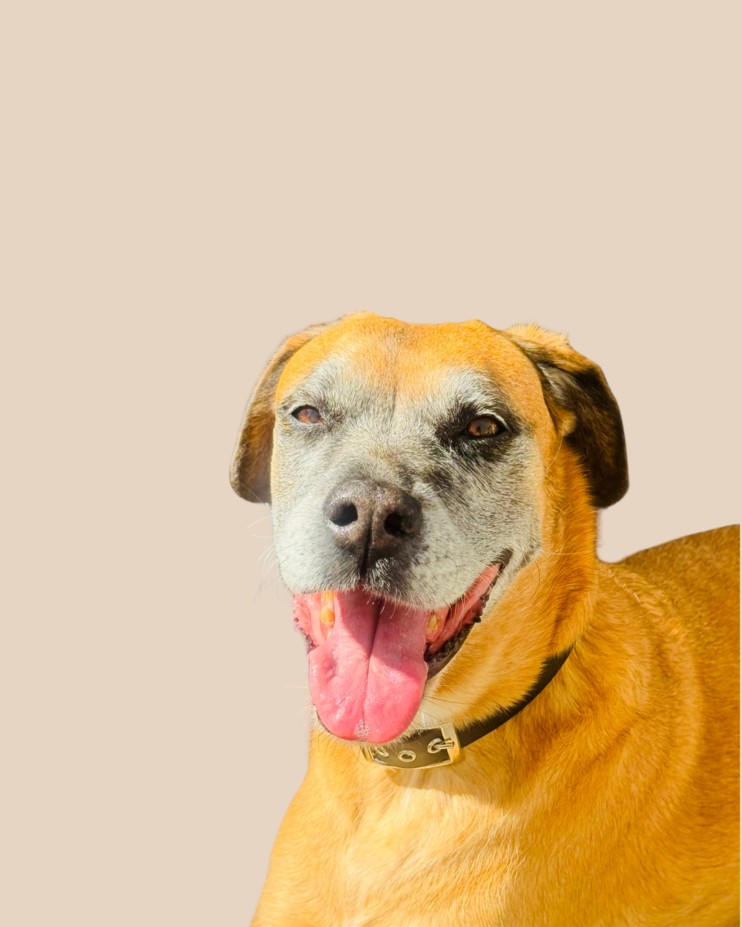 Collier pour chiens