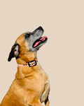 Collier pour chien - Édition Été