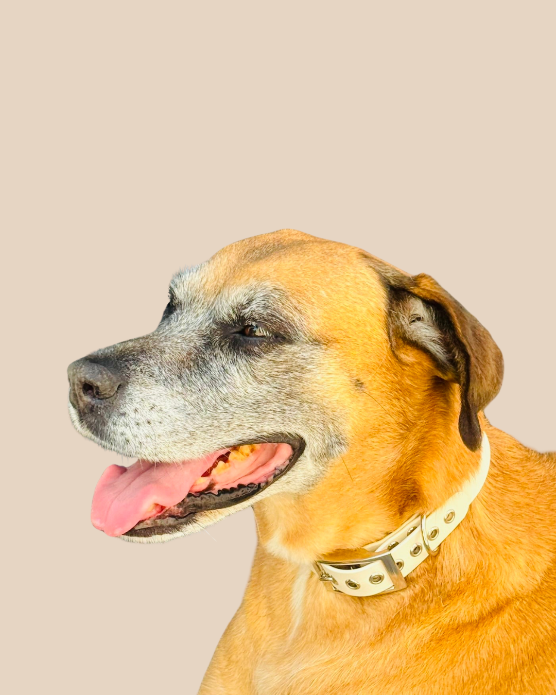 Collier pour chiens