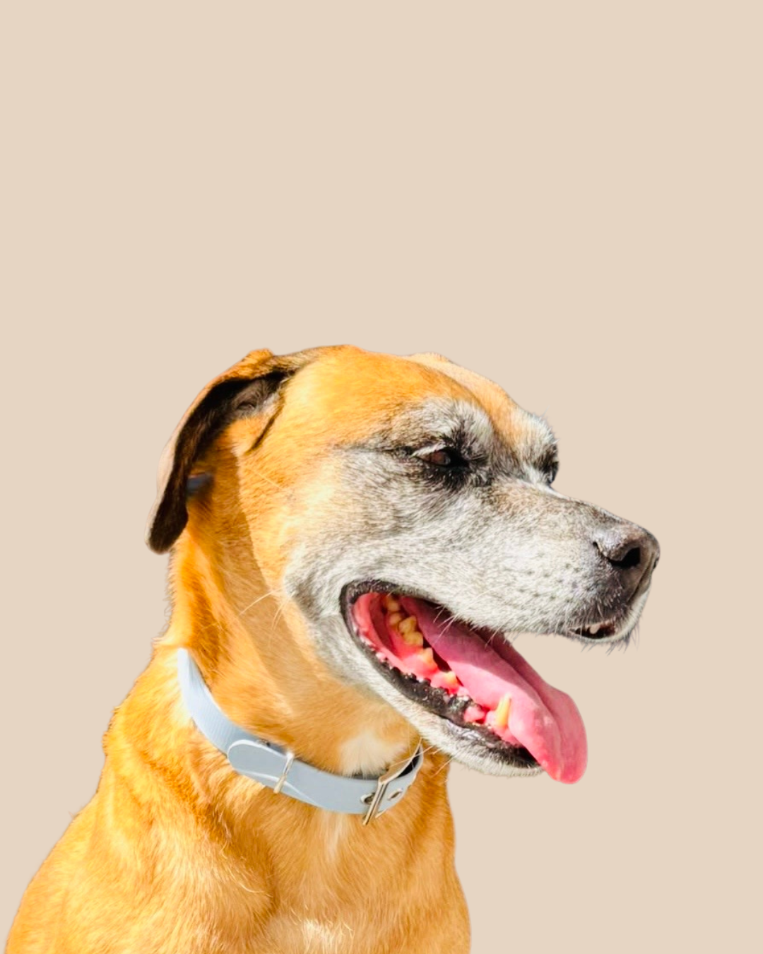 Collier pour chien - Édition Été