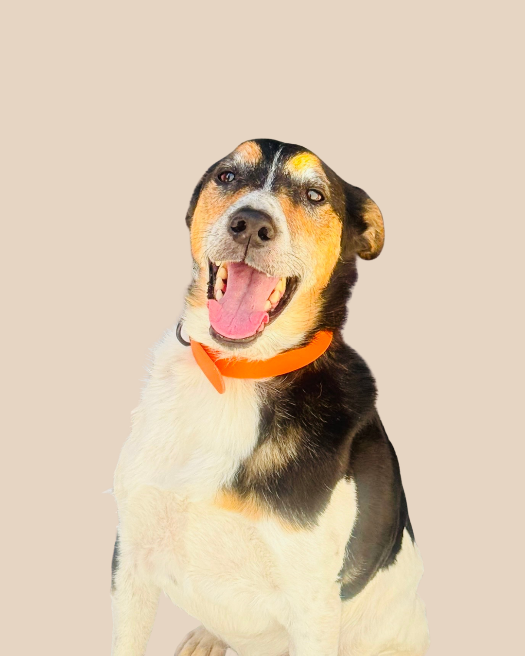 Collier pour chien - Édition Été