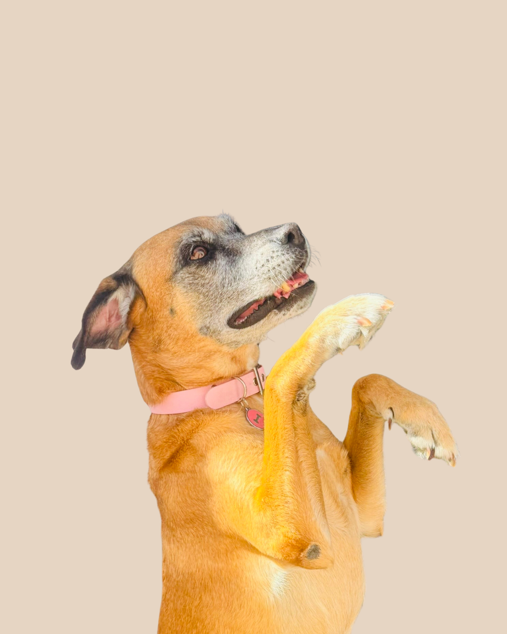 Collier pour chien - Édition Été