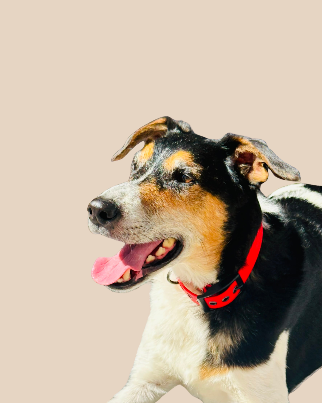 Collier pour chien - Édition Été
