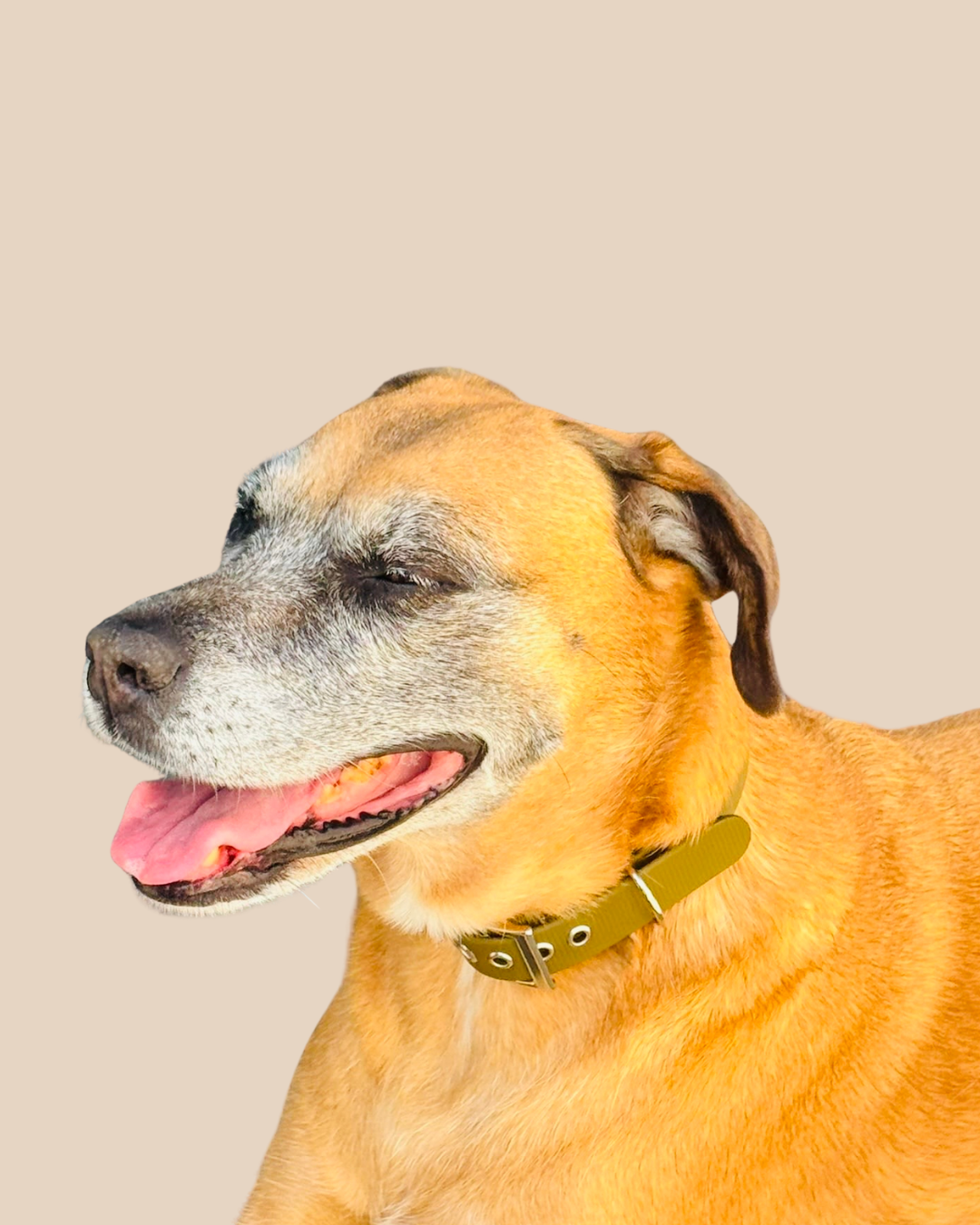 Collier pour chiens