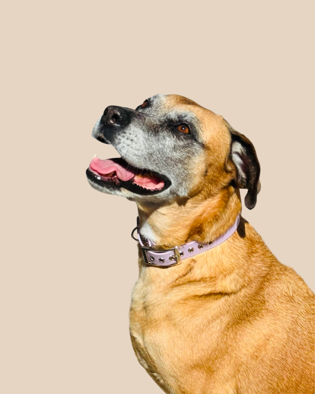 Collier pour chien - Édition Été