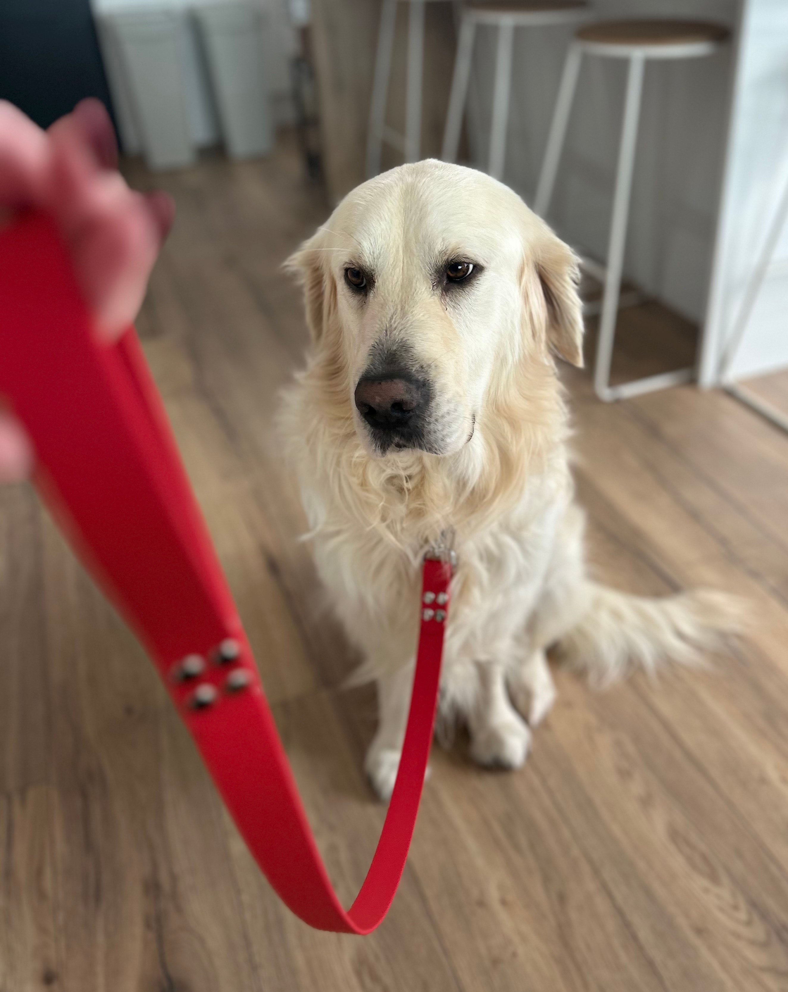 Laisse en biothane pour chien de couleur rouge sur fond neutre dans un maison 